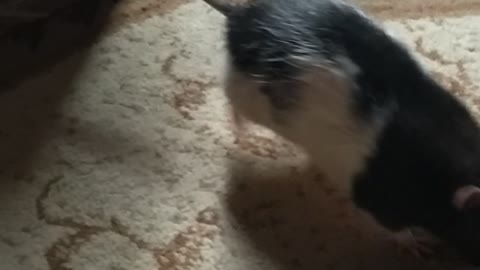rat friend