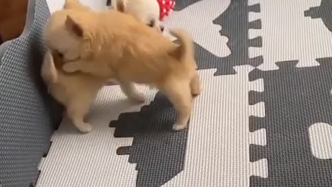 Chasing the tail ❤ ❤ Mini puppy 🐶 cute pets