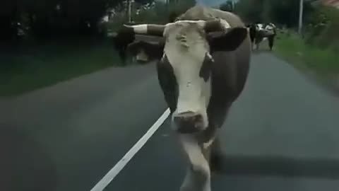 Watch this cow do a perfect "catwalk"😂😂