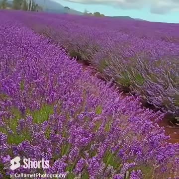 A Beautiful Lavender Field