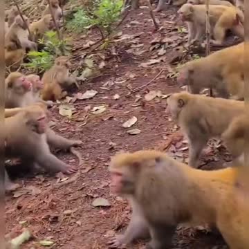 Monkey Gang fight