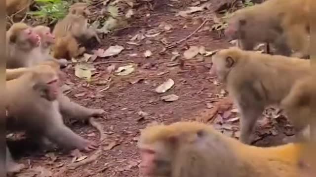 Monkey Gang fight