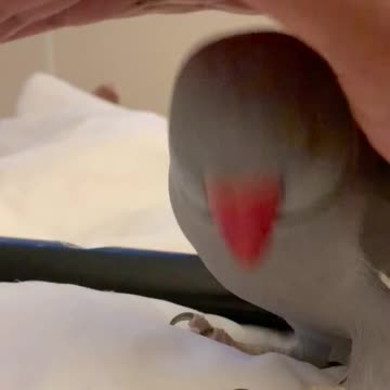 smart-parrot-loves-to-play-peek-a-boo-with-his-owner-downstreamer!!