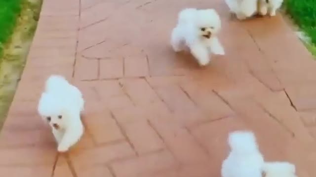 Cute dog video !! Funny dog vi deo Baby Dogs - Cute and Funny Dog Videos Compilation