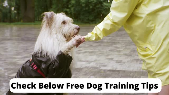 Person And Dog Doing Training