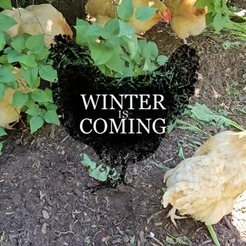 OMC! WINTER IS COMING - FEED THE CHICKENS 🐔🤣💞 #chickens #winteriscoming #got #shorts #viral #hens