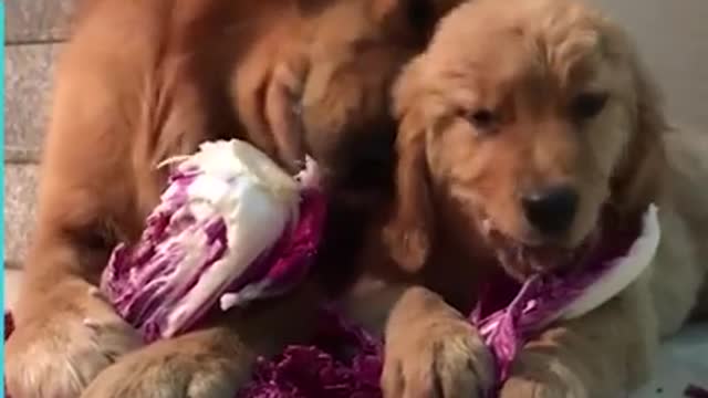 Funny dog dog