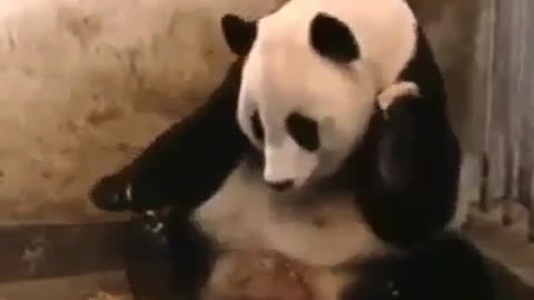 Eating Panda