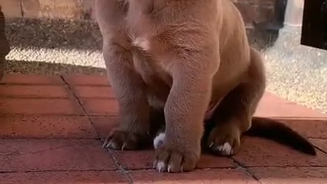 Adorable cute puppy