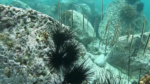 School of Rare Razor Fish