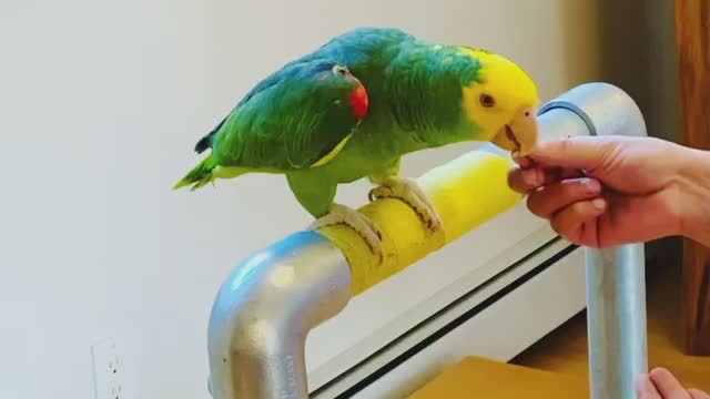 parrot giving high five to lady