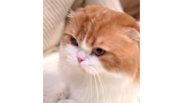 Cute Cat Video | Cute Cat at Home| Very Beautiful Cat