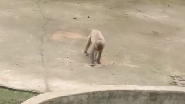 The little monkey takes a walk by himself and misses his mother