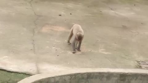 The little monkey takes a walk by himself and misses his mother