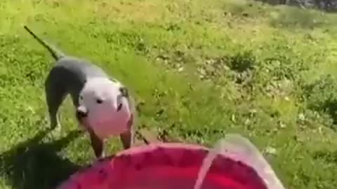 dog playing with water