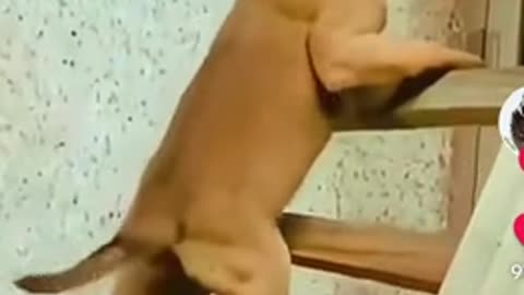 War dog pup training