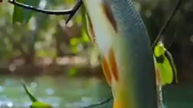 Beautiful animals