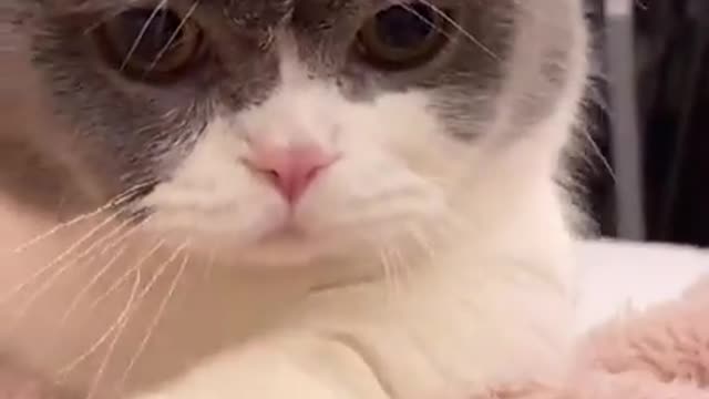 Cute Cats and Funny Animals Compilation