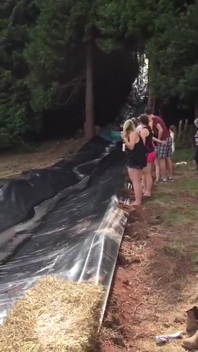 ¿Este perro saltó frente a un tobogán de agua a propósito? ¡Luego de verlo, creemos que sí!