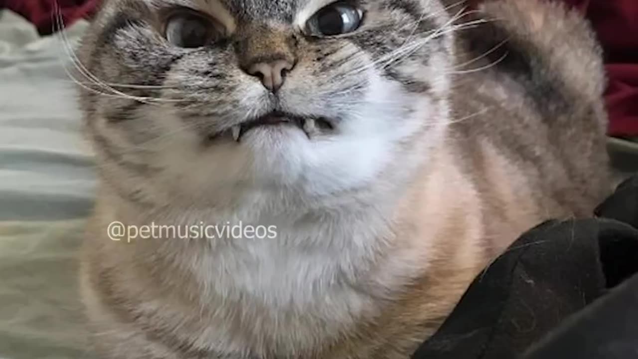 Beautiful Cat Videos