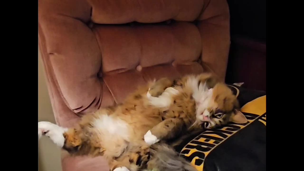 Petunia The Norwegian Forest Cat And A Lazy Sunday Afternoon