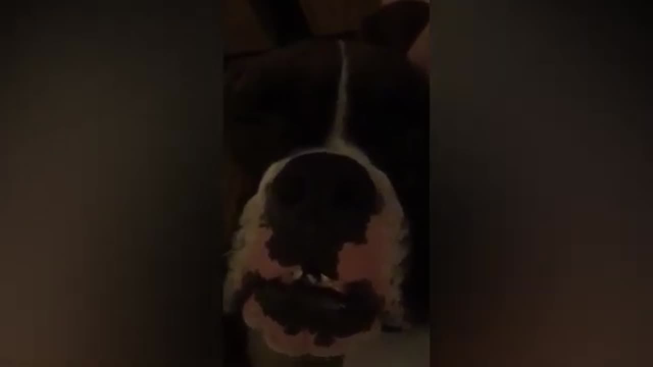 That's One Goofy Boxer Dog! 🤣 Funniest Boxer Dog Compilation