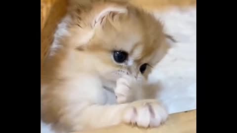 Cute Kittens Doing Funny Things