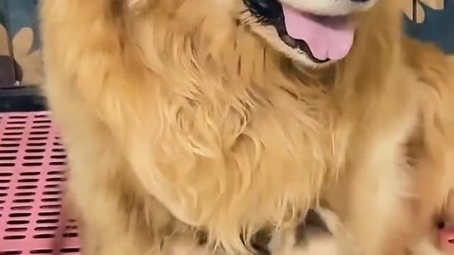 Golden retriever puppies