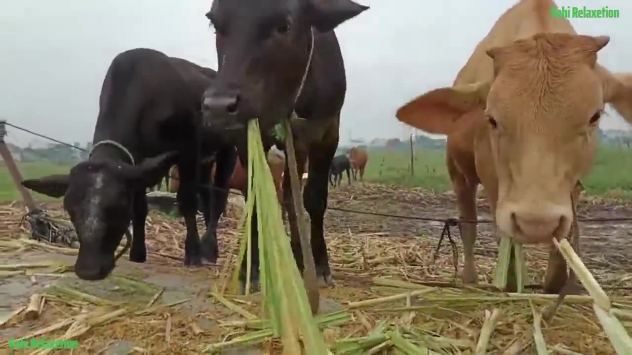 🐮 cow funny video