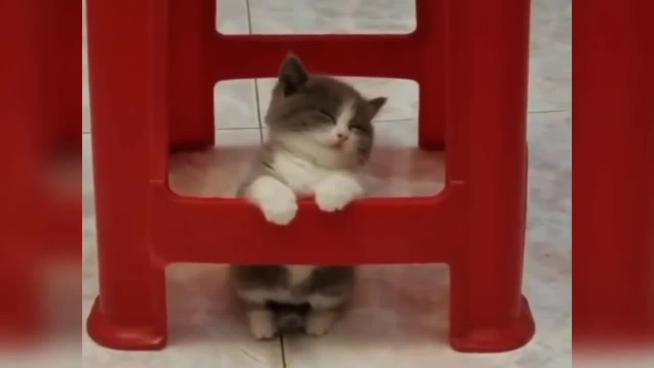 Amazing 😁😁 funny cat videos