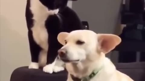 The dog knew it was coming 🤭 #FunnyClips0408 #funnyclips