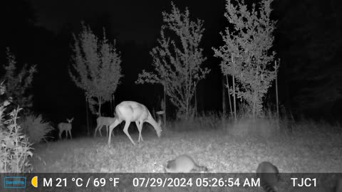 Deer and Raccoon Families