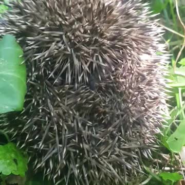 Hedgehog reacts to sound of kissing
