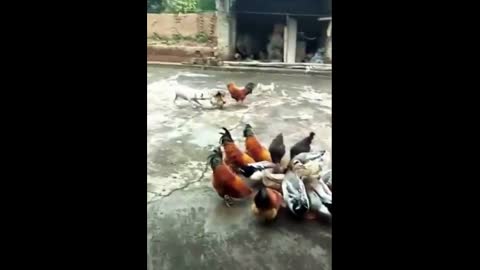 Dog Vs Chicken I Funny Video