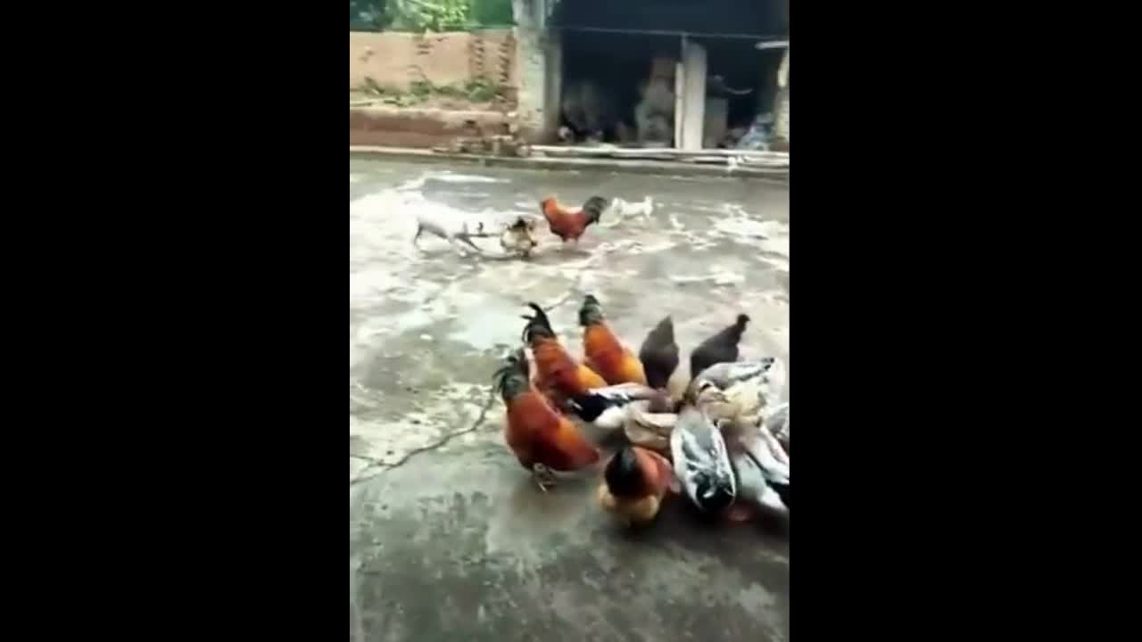 Dog Vs Chicken I Funny Video