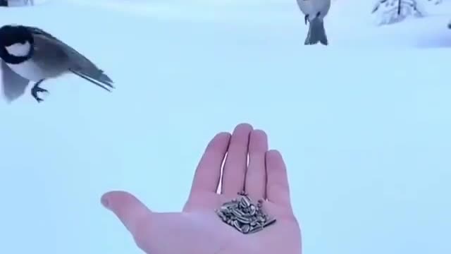 The Bird Perched on the Hand