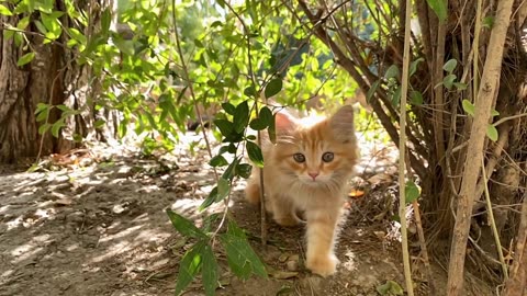 Cat kitten forest