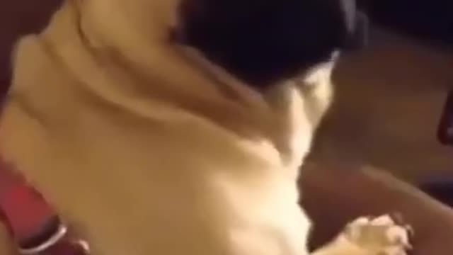 Cute Animals,lovely Animals#88 |Funny animals Reaction