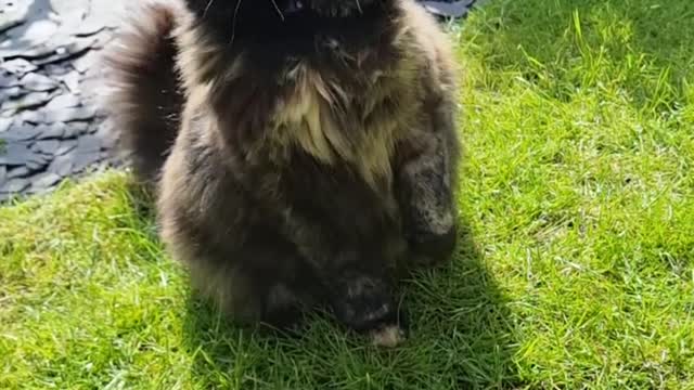 Cat vs Branch