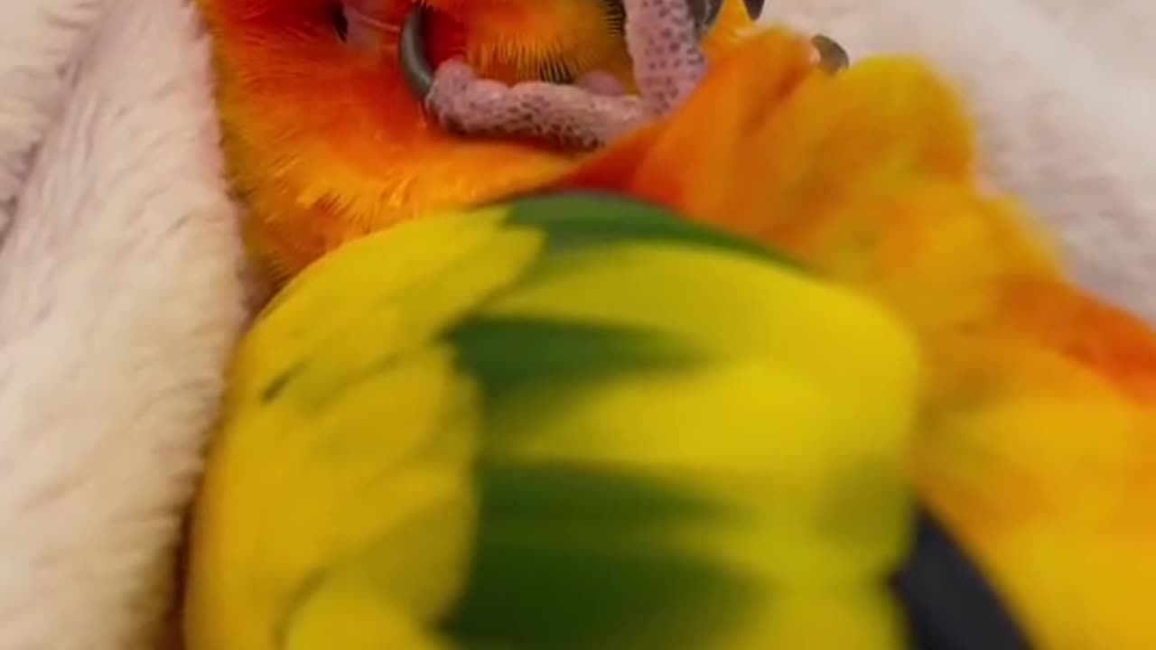 Wish I was this lucky guy