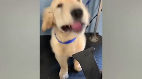 Dog forget how to BARK