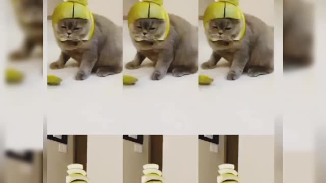 😺 cat funny clips 😸