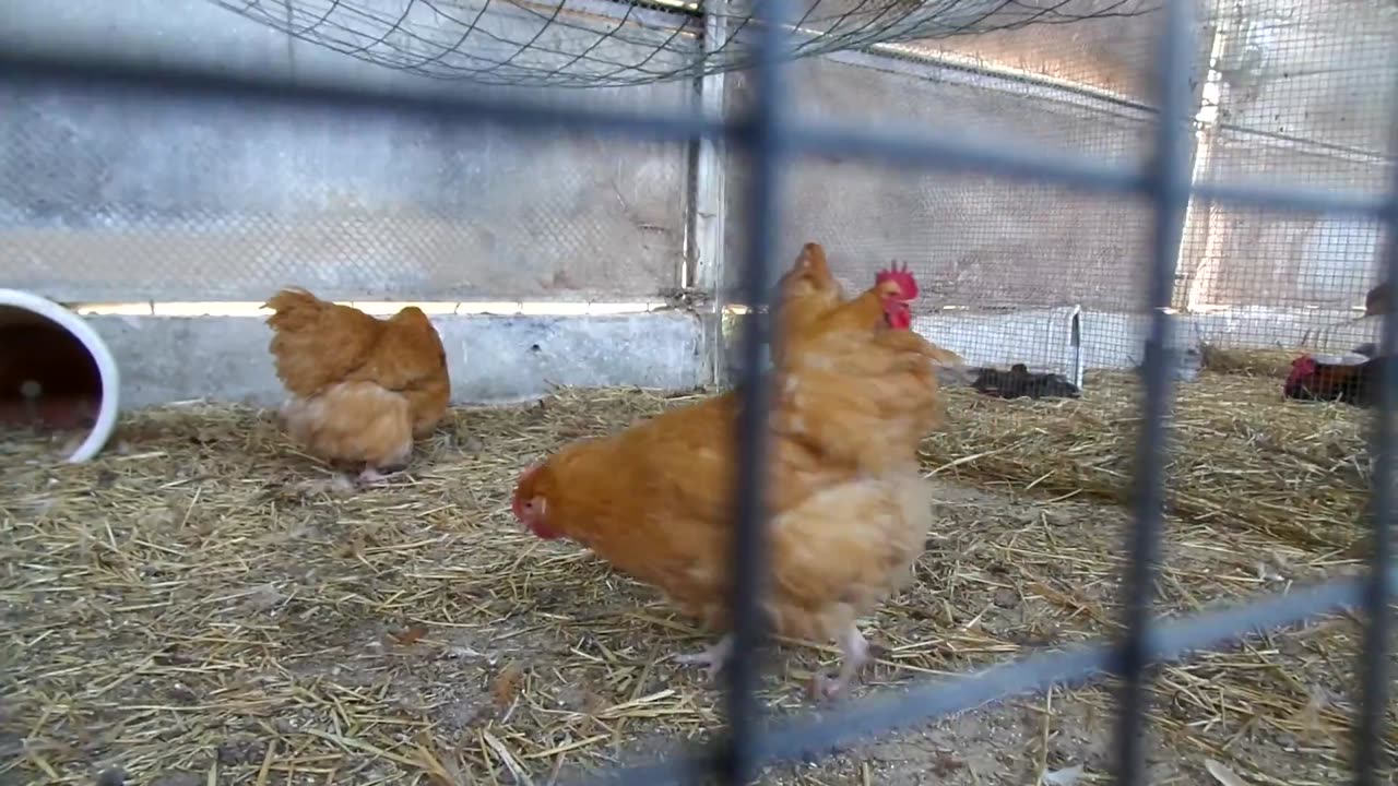 Hatching of chineese goose chick