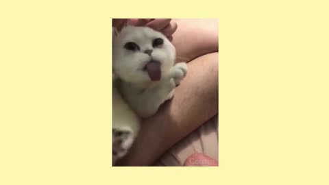 funny animals