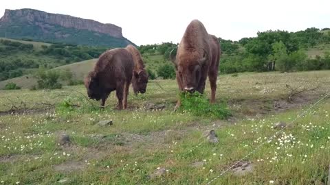 European Bison