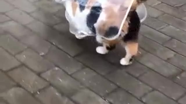 Proud and lonely cat loves to walk in the rain in his raincoat