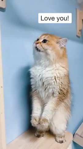 Funniest cat funny comedy scenes 🤣🤣