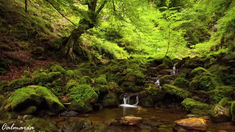 FOREST - BROW - BIRDS / Flowing Water - Nature