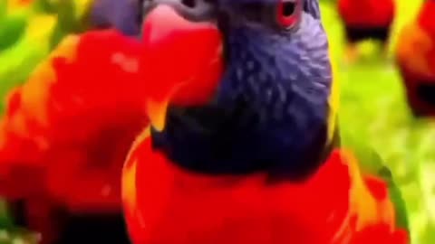 Beautiful parrot