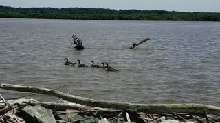 Geese and a turtle in the Mississippi river